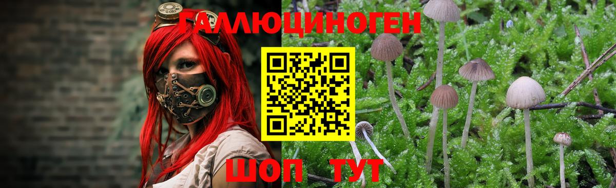 Псилоцибиновые грибы Psilocybine cubensis  где купить   Донецк  Вход с VPN 